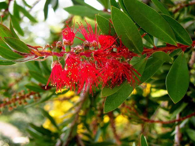 Close-up of red flower growing on tree