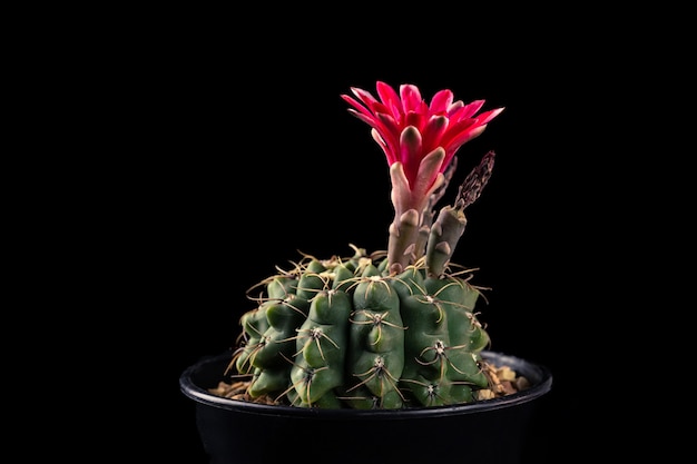 Foto primo piano fiore rosso di una pianta di cactus gymnocalycium baldianum isolata su sfondo nero.