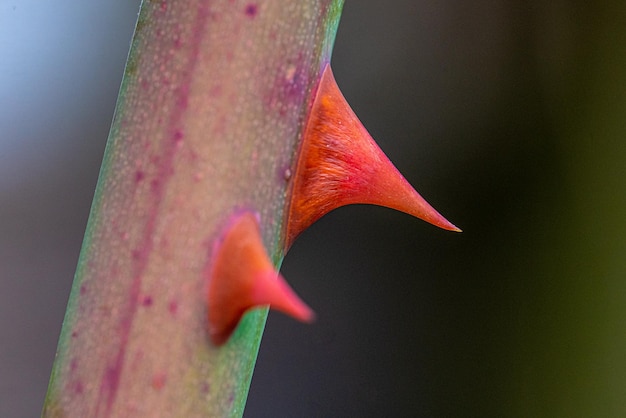 Foto close-up di un fiore rosso su una foglia
