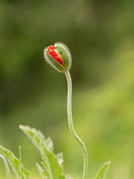 Close-up of red flower on plant