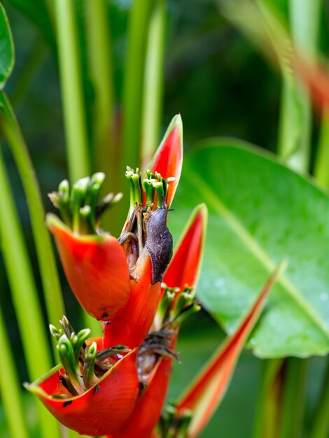 Close-up of red flower on plant