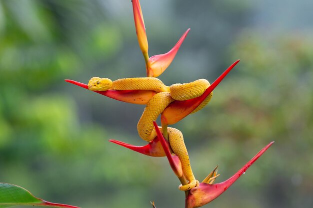 Close-up of red flower on plant