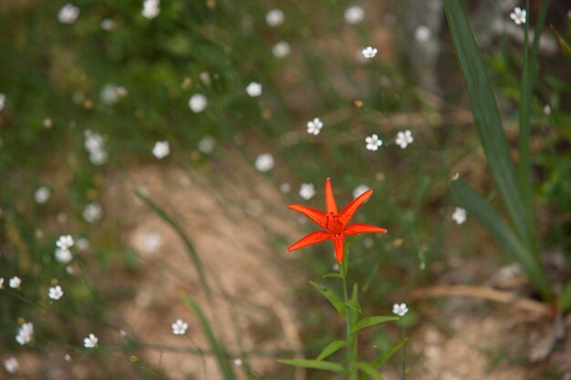 Foto prossimo piano del fiore rosso sulla pianta