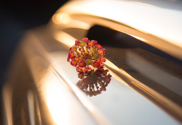 Photo close-up of red flower on plant