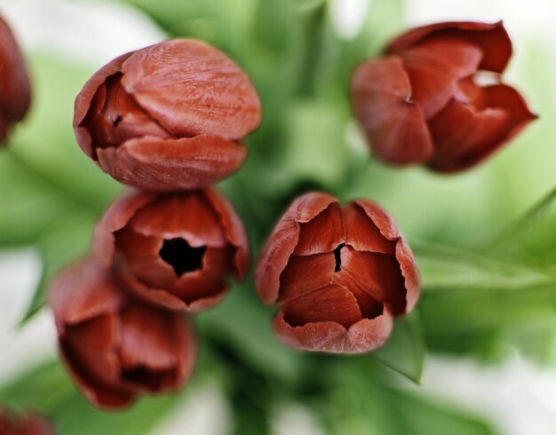 Close-up of red flower on plant