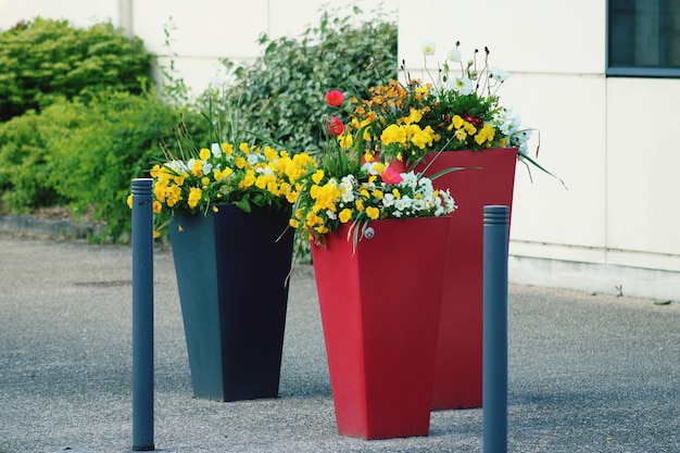 Foto prossimo piano di un vaso di fiori rossi sulla pianta