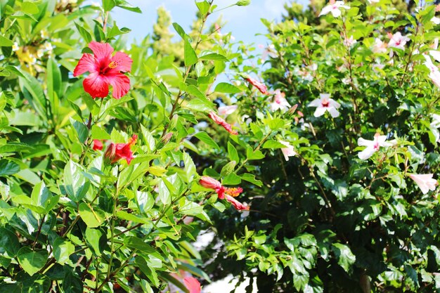 Close-up of red flower tree