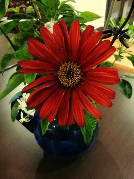 Close-up of red flower in vase