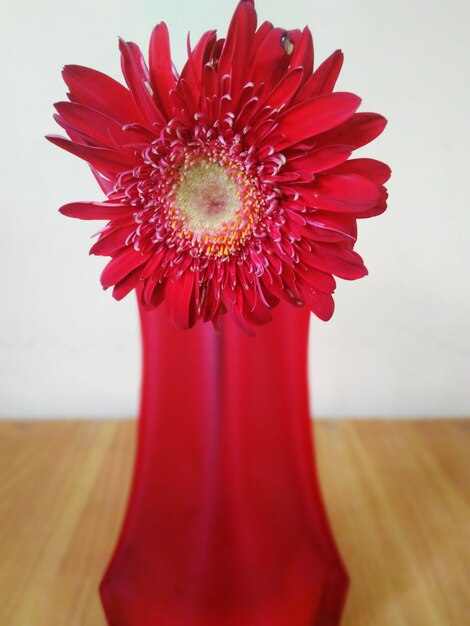 Close-up of red flower in vase