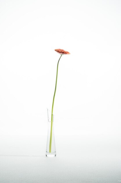 Foto close-up di un fiore rosso su uno sfondo bianco