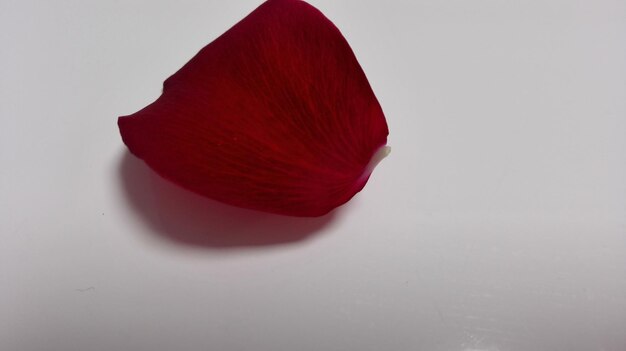 Photo close-up of red flower over white background