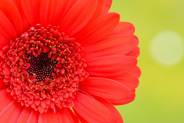 A close up of a red flower with a green background