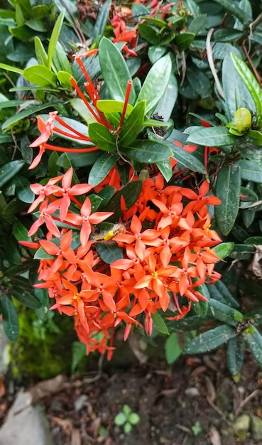 A close up of a red flower with the word fire on it