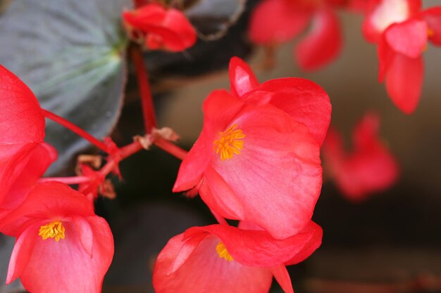 A close up of a red flower with a yellow center