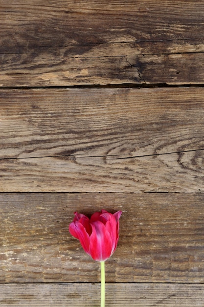 Foto close-up di un fiore rosso sul legno