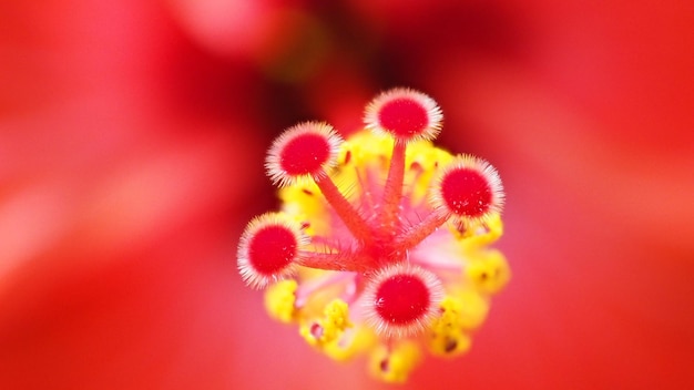 Foto close-up di un fiore rosso