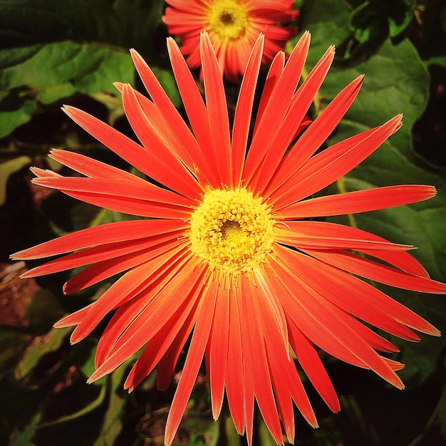 Photo close-up of red flower