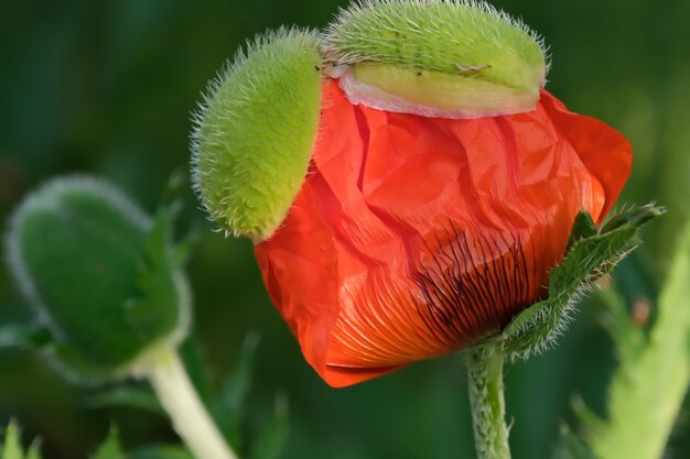 Foto close-up di un fiore rosso