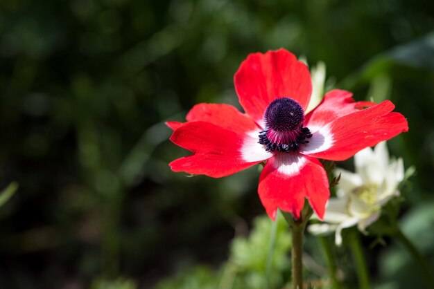 Foto close-up di un fiore rosso