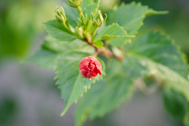 Foto close-up di un fiore rosso