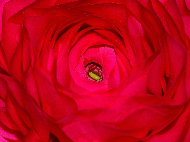 Foto close-up di un fiore rosso