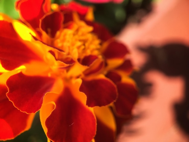 Foto close-up di un fiore rosso