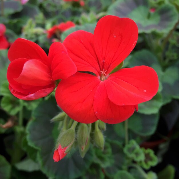 Foto close-up di un fiore rosso