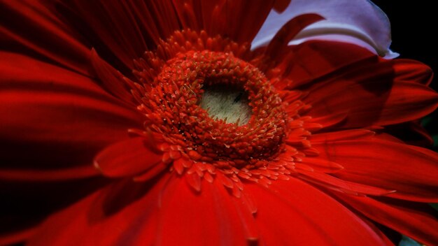 Close-up of red flower