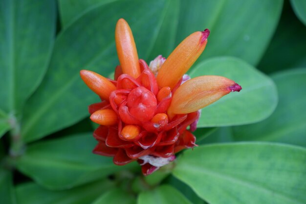 Close-up of red flower