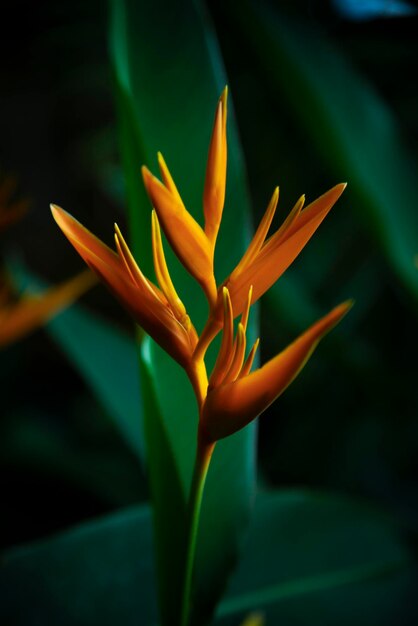 Close-up of red flower