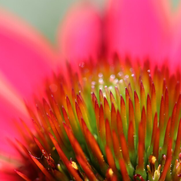 Photo close-up of red flower