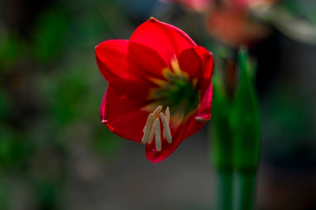 Photo close-up of red flower