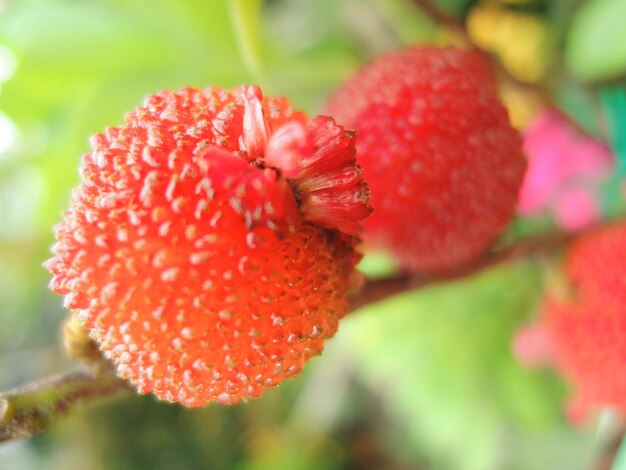 Close-up of red flower