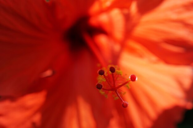 Close-up of red flower