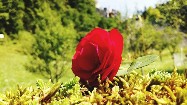 Foto close-up di un fiore rosso