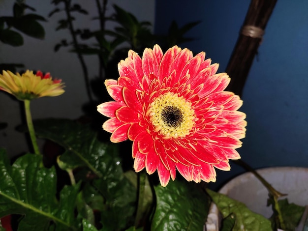 Close-up of red flower