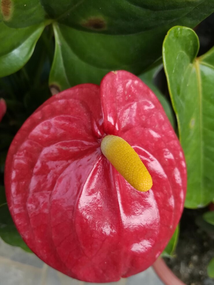 Photo 赤い花のクローズアップ