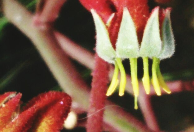 Close-up of red flower