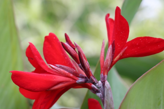 Close-up of red flower