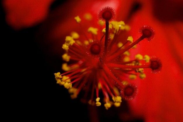 Foto close-up di un fiore rosso