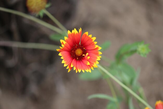 Close-up of red flower