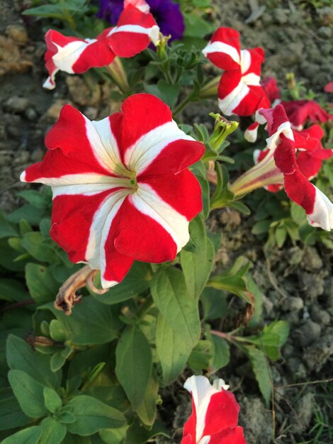 Foto close-up di un fiore rosso