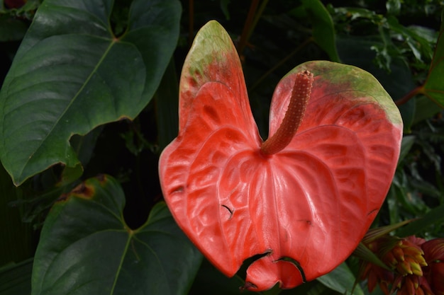 Foto close-up di un fiore rosso