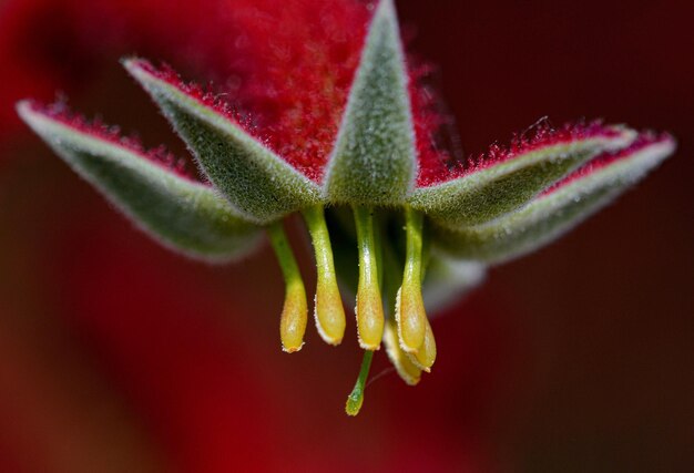 Photo close-up of red flower