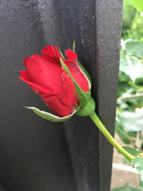 Close-up of red flower