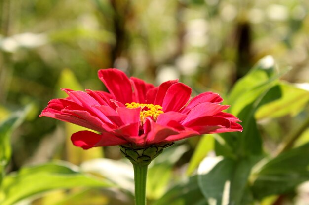 Close-up of red flower