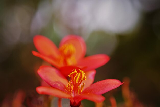 Close-up of red flower