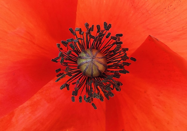 Close-up of red flower