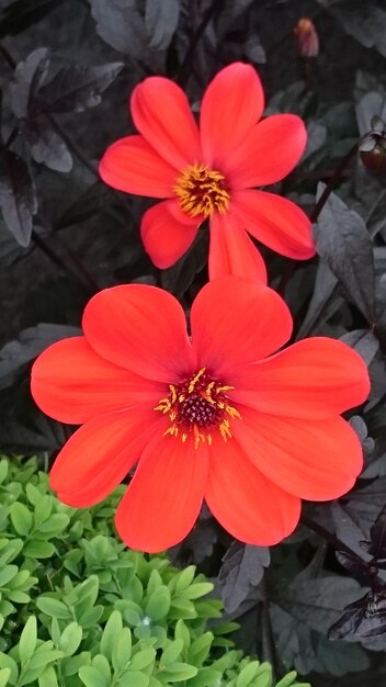 Close-up of red flower