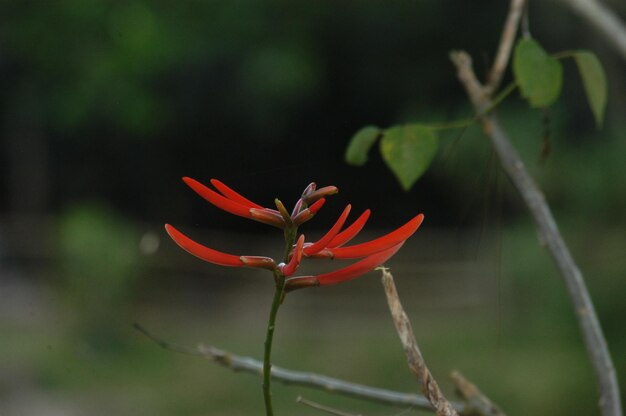 Close-up of red flower